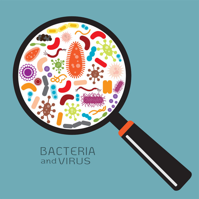 Бактерии под лупой