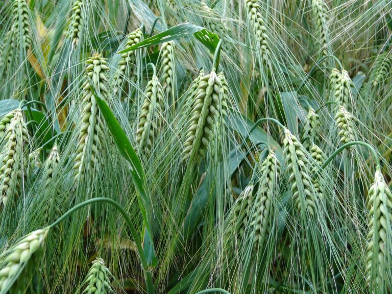 Strengthening Barley
