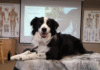 Irene’s Dog Massage Class