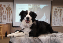Irene’s Dog Massage Class