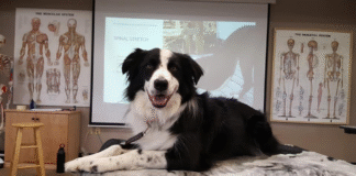 Irene’s Dog Massage Class