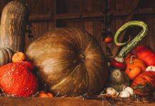 Top 10 things to do this Fall