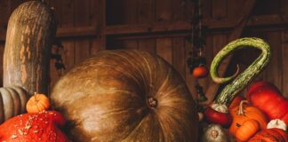 Top 10 things to do this Fall