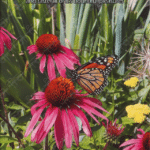 Photo Ponderings – Joy