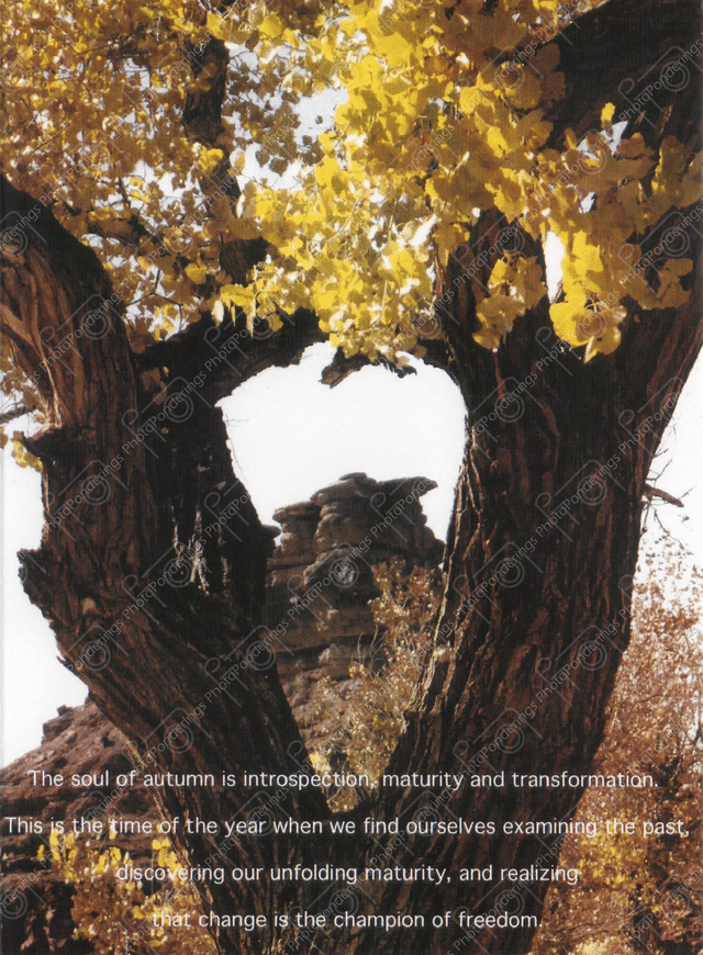 Photo Ponderings – Autumn Wisdom